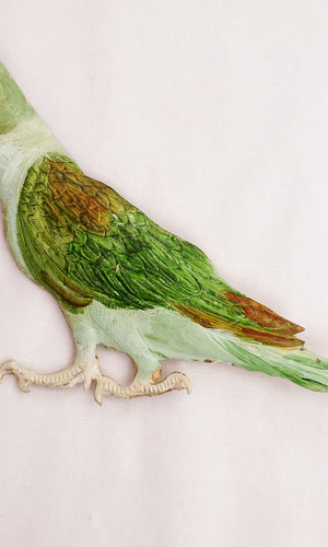Alexanderine Parakeet
